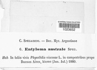 Entyloma australe image